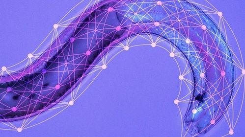 神經(jīng)網(wǎng)絡(luò)技術(shù) 電子產(chǎn)品世界的智能革命